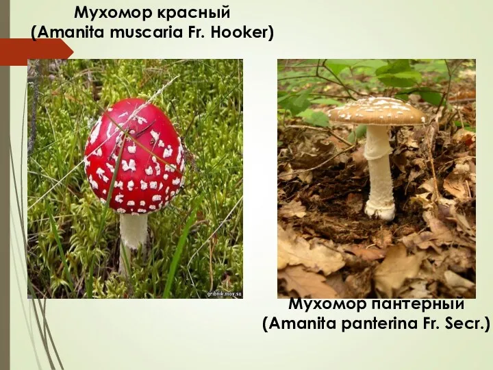 Мухомор красный (Amanita muscaria Fr. Hooker) Мухомор пантерный (Amanita panterina Fr. Secr.)