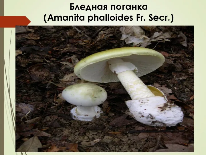 Бледная поганка (Amanita phalloides Fr. Secr.)