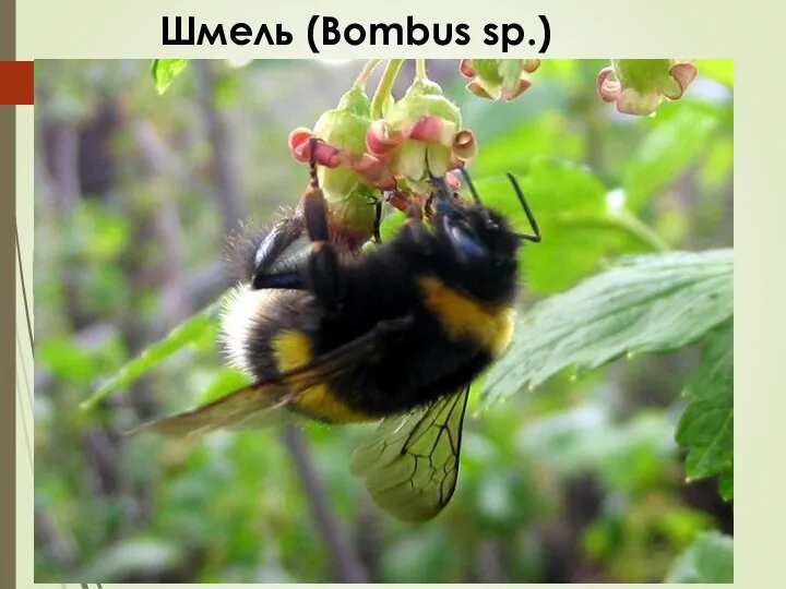 Шмель (Bombus sp.)