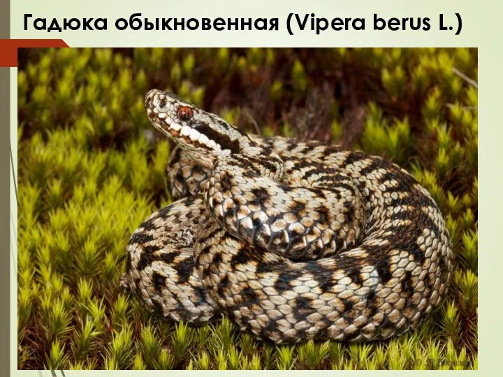 Гадюка обыкновенная (Vipera berus L.)