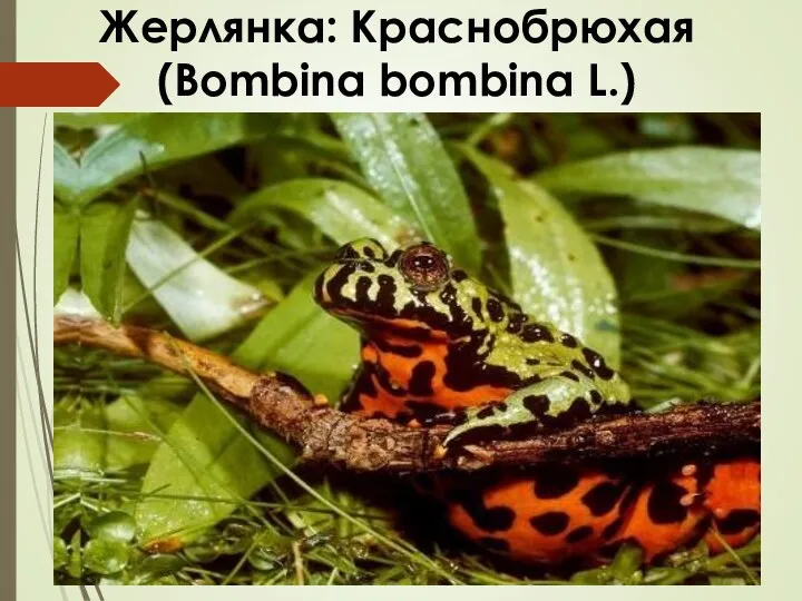 Жерлянка: Краснобрюхая (Bombina bombina L.)