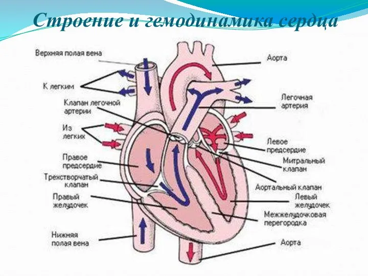 Строение и гемодинамика сердца