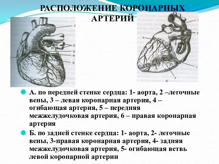 РАСПОЛОЖЕНИЕ КОРОНАРНЫХ АРТЕРИЙ А. по передней стенке сердца: 1- аорта,