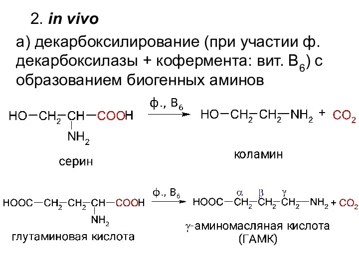 2. in vivo а) декарбоксилирование (при участии ф. декарбоксилазы +