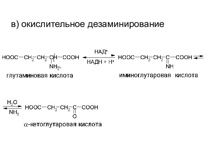 в) окислительное дезаминирование