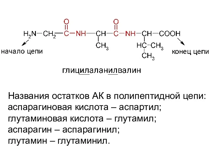 Названия остатков АК в полипептидной цепи: аспарагиновая кислота – аспартил;