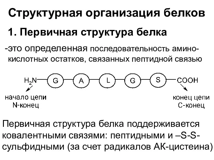 Структурная организация белков 1. Первичная структура белка это определенная последовательность