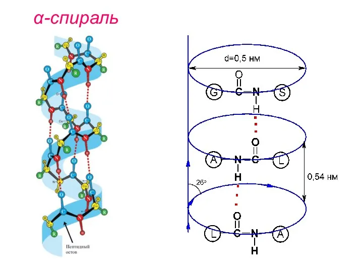 α-спираль