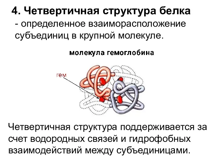 4. Четвертичная структура белка - определенное взаиморасположение субъединиц в крупной