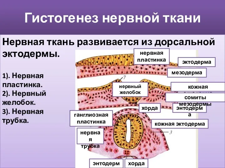 Гистогенез нервной ткани Нервная ткань развивается из дорсальной эктодермы. нервная пластинка эктодерма нервный