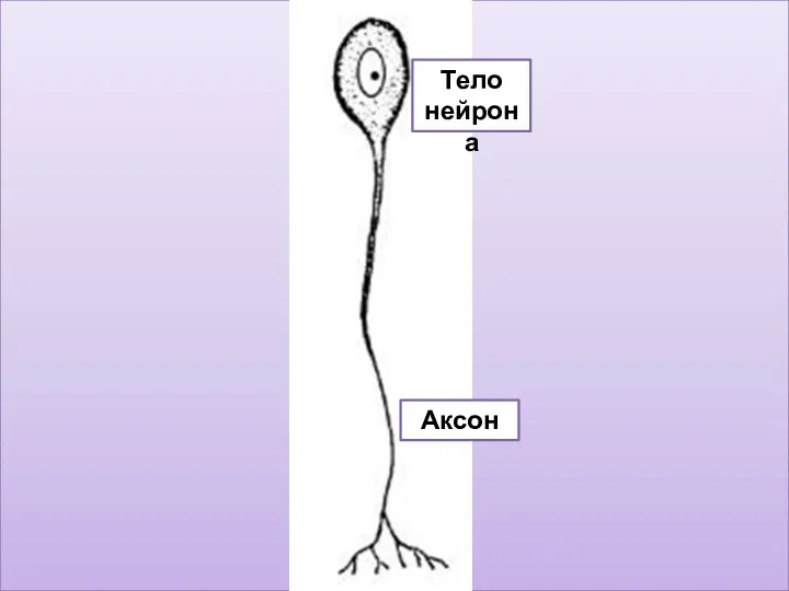 Тело нейрона Аксон