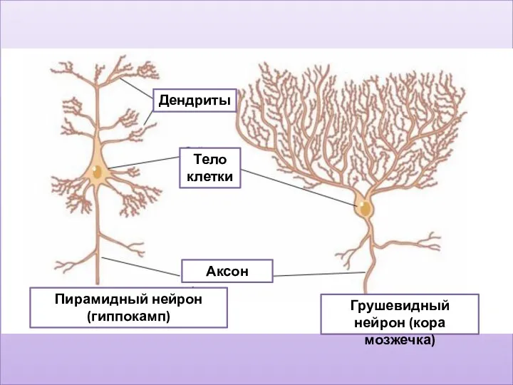 Дендриты Аксон Пирамидный нейрон (гиппокамп) Грушевидный нейрон (кора мозжечка) Тело клетки Аксон