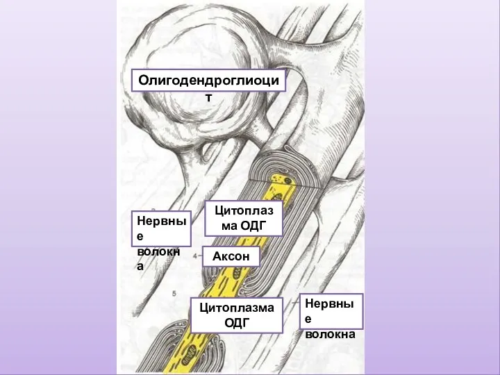 Олигодендроглиоцит Нервные волокна Нервные волокна Аксон Цитоплазма ОДГ Цитоплазма ОДГ
