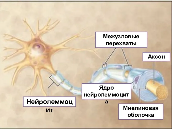 Межузловые перехваты Аксон Нейролеммоцит Миелиновая оболочка Ядро нейролеммоцита