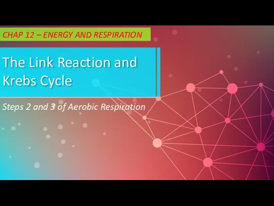 The Link Reaction and Krebs Cycle