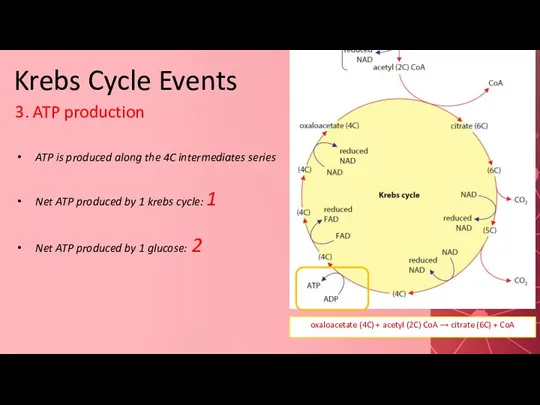 Krebs Cycle Events 3. ATP production ATP is produced along