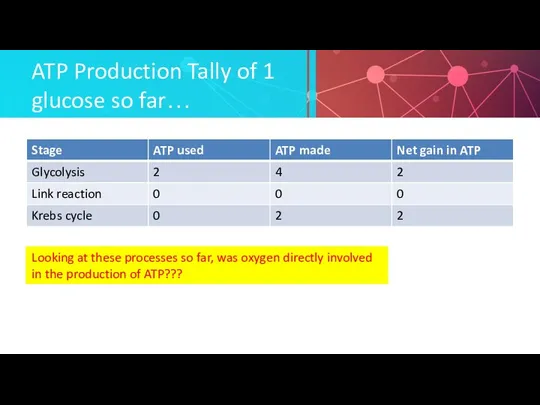 ATP Production Tally of 1 glucose so far… Looking at