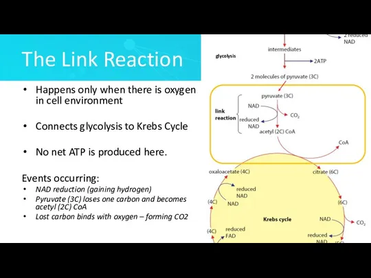 The Link Reaction Happens only when there is oxygen in