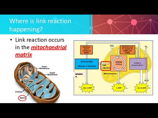 Where is link reaction happening? Link reaction occurs in the