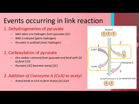 Events occurring in link reaction 1. Dehydrogenation of pyruvate NAD