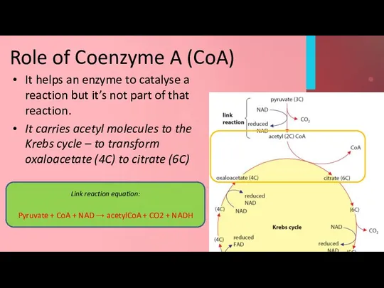 Role of Coenzyme A (CoA) It helps an enzyme to