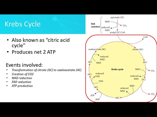 Krebs Cycle Also known as “citric acid cycle” Produces net