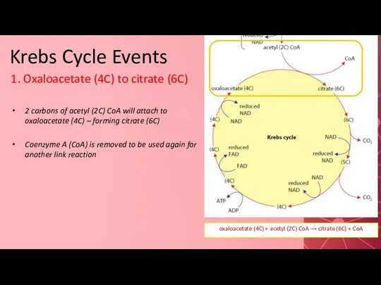 Krebs Cycle Events 1. Oxaloacetate (4C) to citrate (6C) 2
