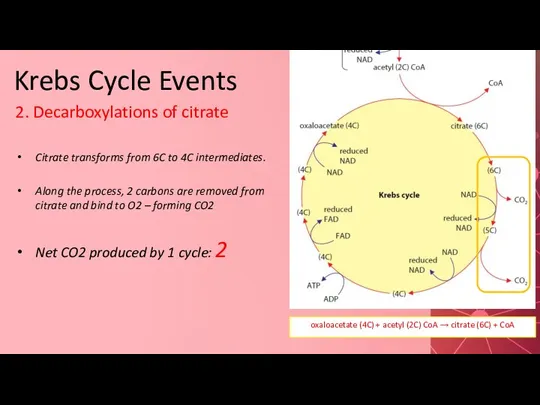 Krebs Cycle Events 2. Decarboxylations of citrate Citrate transforms from