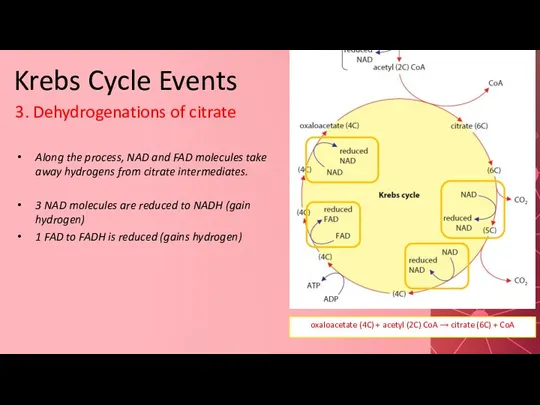 Krebs Cycle Events 3. Dehydrogenations of citrate Along the process,