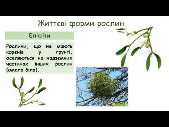 Життєві форми рослин Епіфіти Рослини, що не мають коренів у