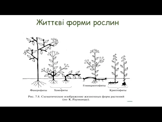 Життєві форми рослин