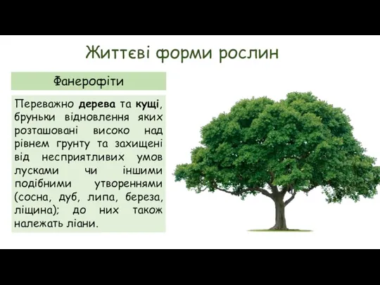 Життєві форми рослин Фанерофіти Переважно дерева та кущі, бруньки відновлення