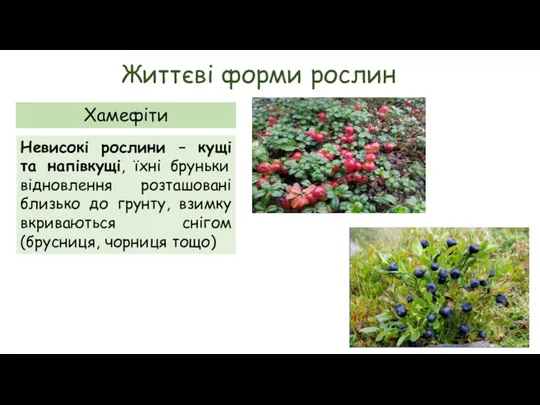 Життєві форми рослин Хамефіти Невисокі рослини – кущі та напівкущі,