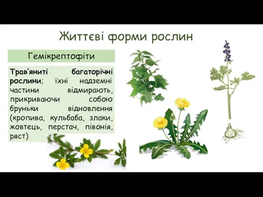 Життєві форми рослин Гемікрептофіти Трав’яниті багаторічні рослини; їхні надземні частини