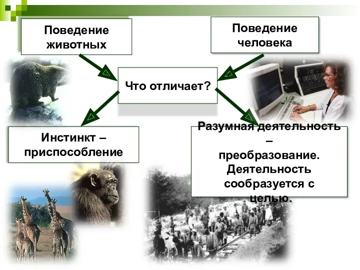 Поведение животных Поведение человека Что отличает? Инстинкт – приспособление Разумная