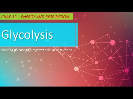 Glycolysis. Splitting glucose to jumpstart cellular respiration