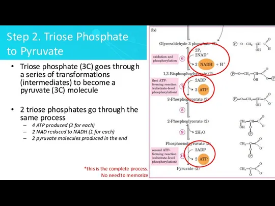 Step 2. Triose Phosphate to Pyruvate Triose phosphate (3C) goes