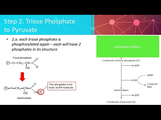 Step 2. Triose Phosphate to Pyruvate 2.a. each triose phosphate