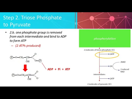 Step 2. Triose Phosphate to Pyruvate 2.b. one phosphate group