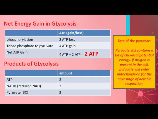 Net Energy Gain in GLycolysis Products of GLycolysis Fate of