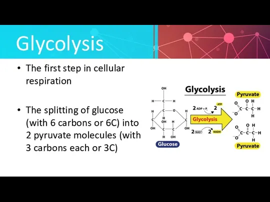 Glycolysis The first step in cellular respiration The splitting of