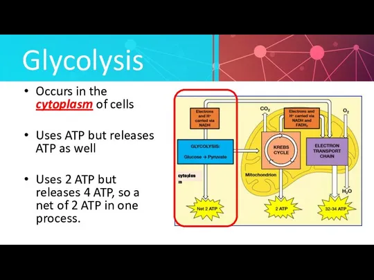 Glycolysis Occurs in the cytoplasm of cells Uses ATP but