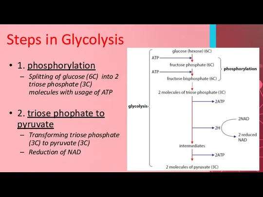 Steps in Glycolysis 1. phosphorylation Splitting of glucose (6C) into