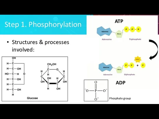 Step 1. Phosphorylation Structures & processes involved: Phosphate group