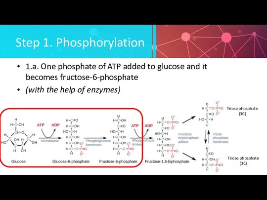 Step 1. Phosphorylation 1.a. One phosphate of ATP added to