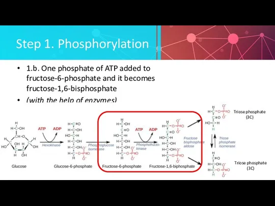 Step 1. Phosphorylation 1.b. One phosphate of ATP added to