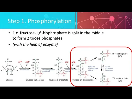 Step 1. Phosphorylation 1.c. fructose-1,6-bisphosphate is split in the middle