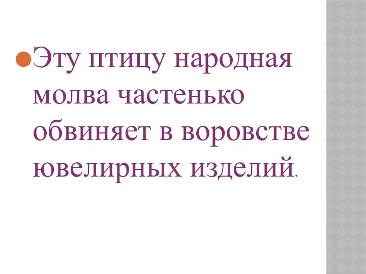 Эту птицу народная молва частенько обвиняет в воровстве ювелирных изделий.