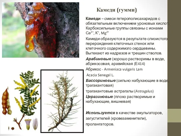 Камеди (гумми) Камеди – смеси гетерополисахаридов с обязательным включением уроновых