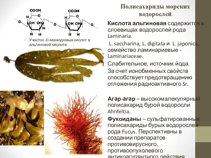 Полисахариды морских водорослей Кислота альгиновая содержится в слоевищах водорослей рода